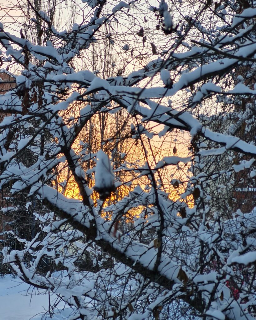 Talvinen maisema, puu ja auringonlasku KInakujan sillan kupeessa.